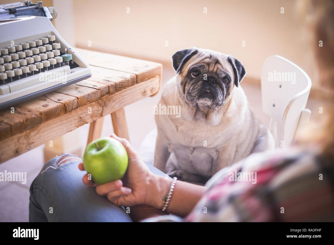 Fat Dog Funny High Resolution Stock Photography And Images Alamy