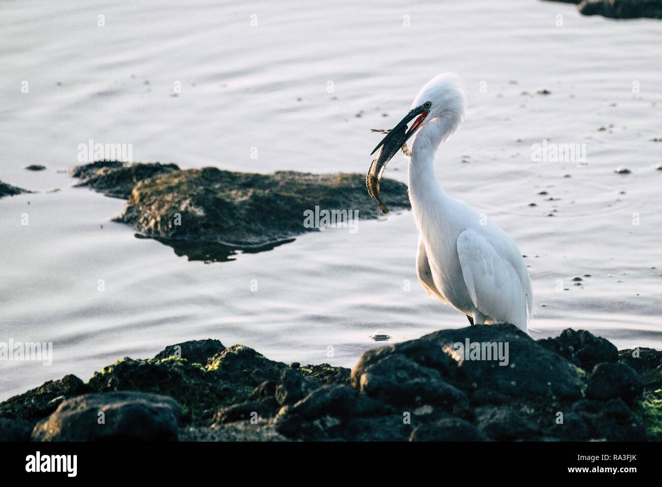 Seagull with fish ready to eat some food standing at the beach near the water of the ocean - freedom and wildlife animals concept - outdoor oceanic na Stock Photo