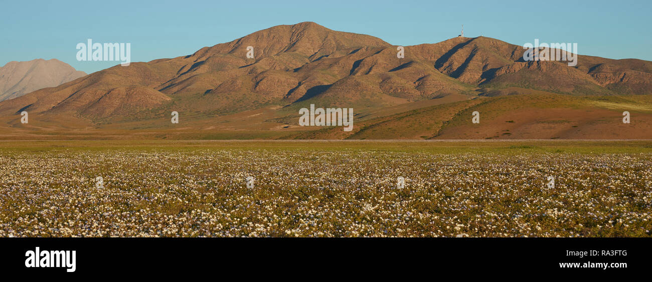 Flowers in the Atacama Desert. Carpet of white Nolana flowers (Nolana baccata) in bloom after rare rain in the Atacama Desert near Copiapo, in Chile Stock Photo