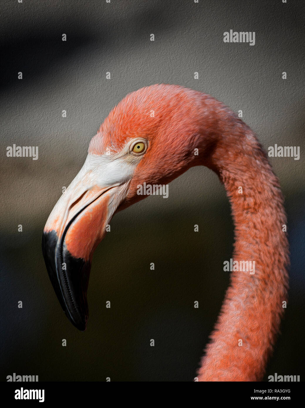 Portrait of Adult American Flamingo (Phoenicopterus ruber) with Oil Paint Texture Stock Photo