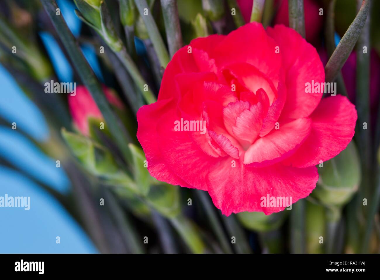 Dianthus caryophyllus, the carnation or clove pink, is a species of Dianthus Stock Photo