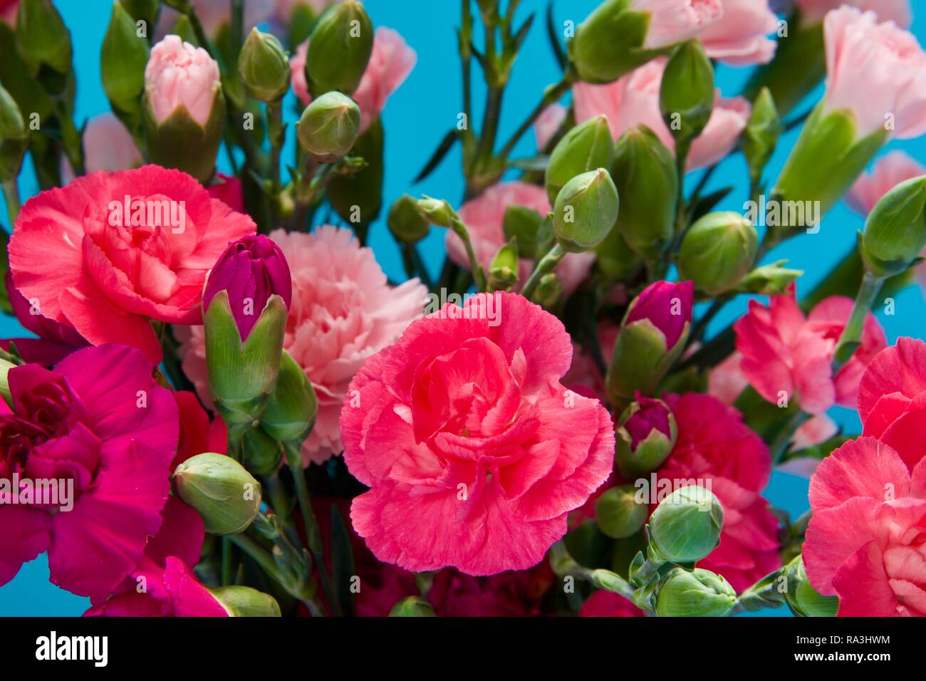 Dianthus caryophyllus, the carnation or clove pink, is a species of Dianthus Stock Photo