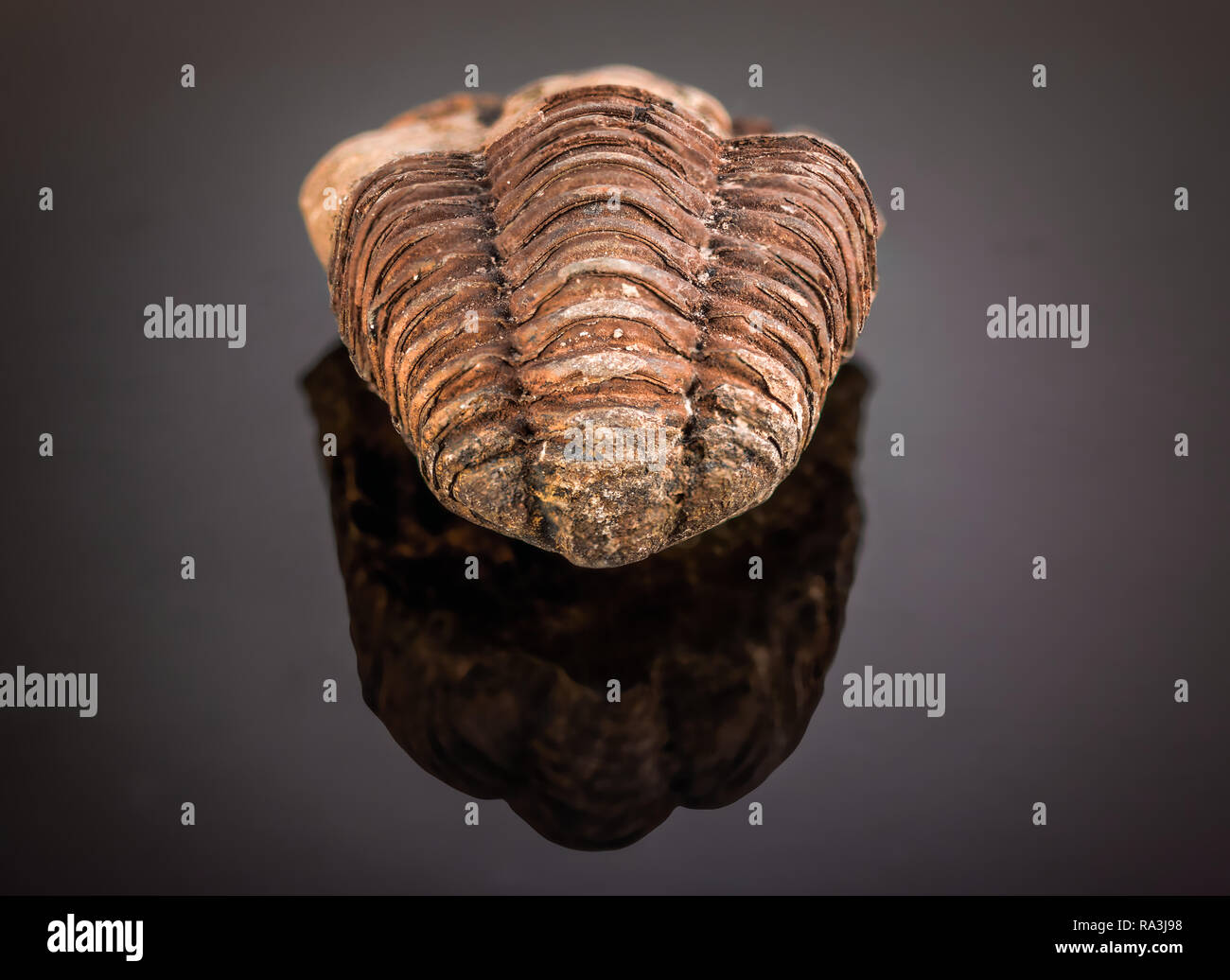 Tail end of a trilobite fossil on a reflective black background Stock Photo