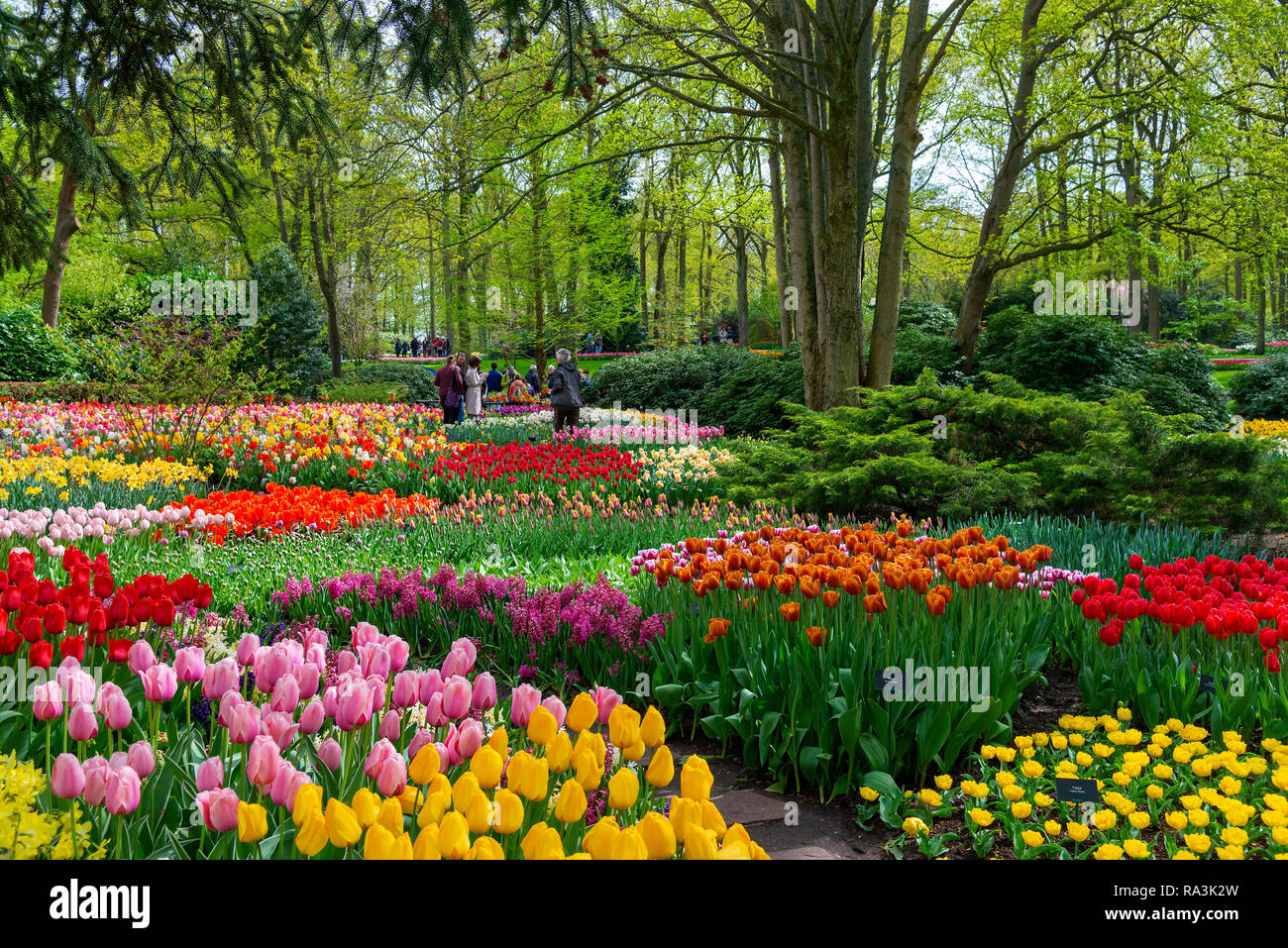 spectacular display of spring flowering bulbs at the world's largest
