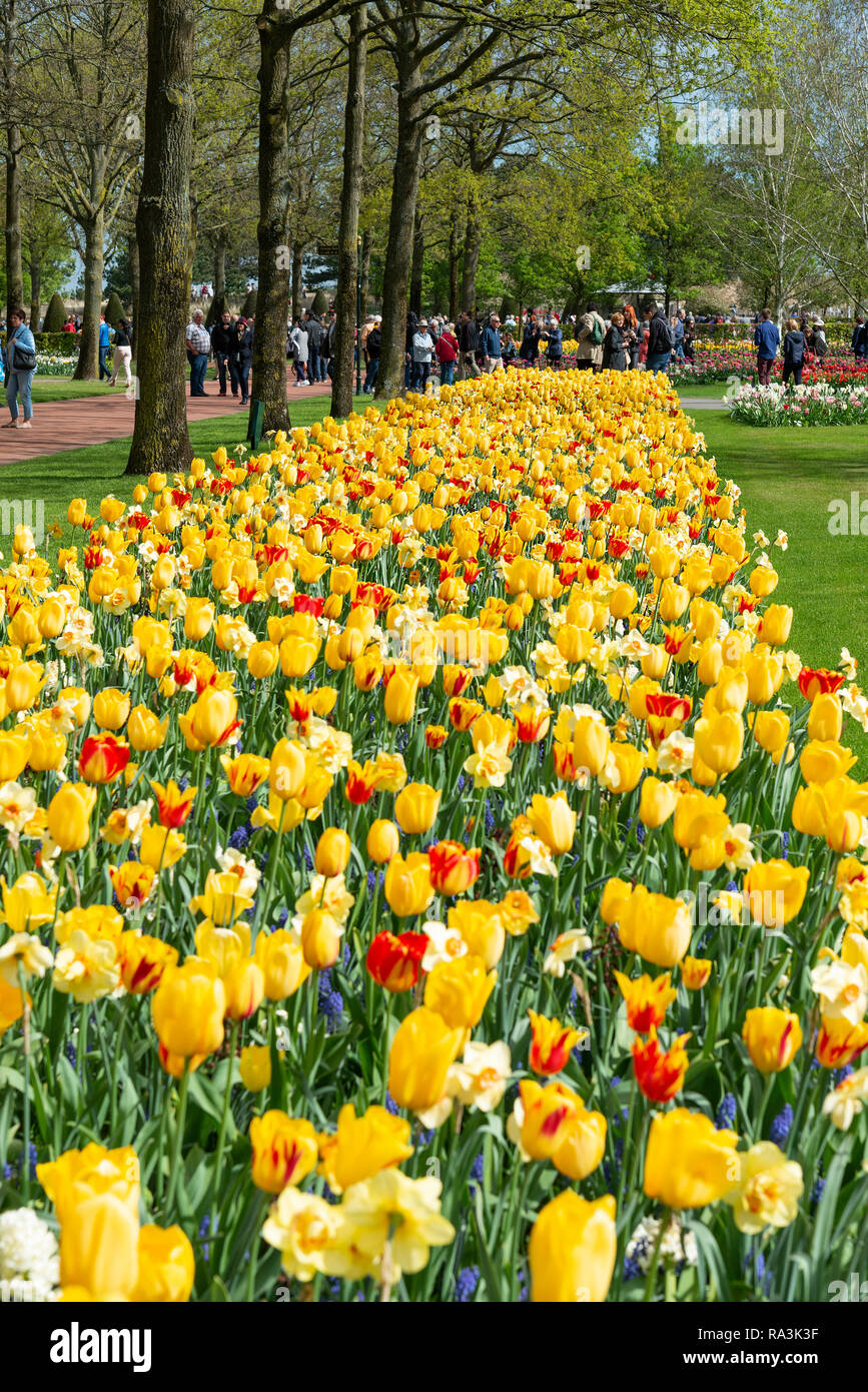 Spectacular tulips hires stock photography and images Alamy