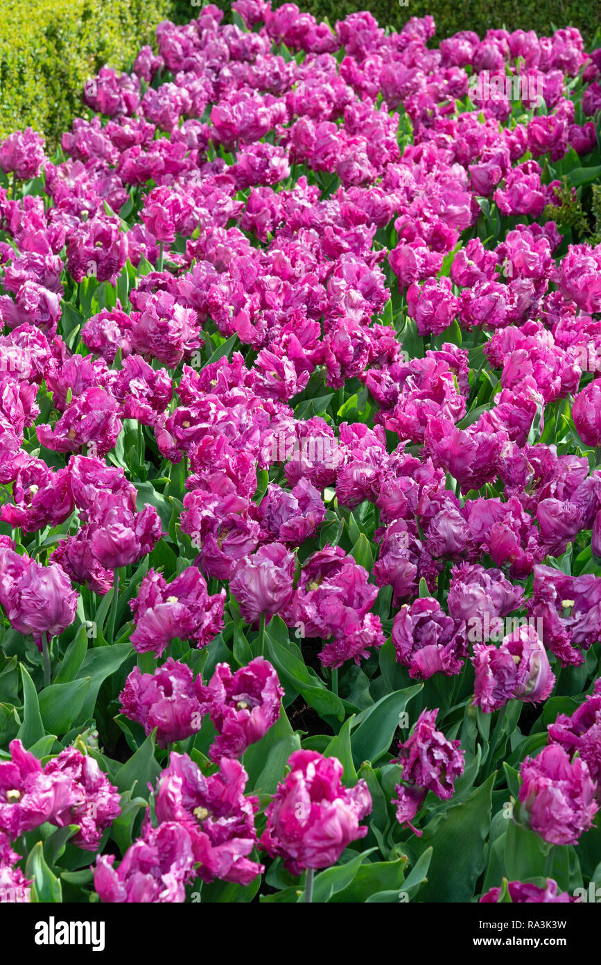 Spectacular display of tulips at the world's largest bulb flower garden