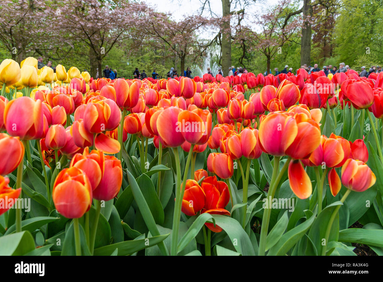 Spectacular display of spring flowering bulbs at the world's largest