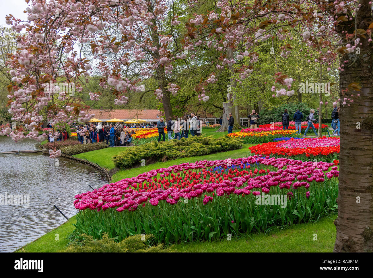 Spectacular display of spring flowering bulbs at the world's largest