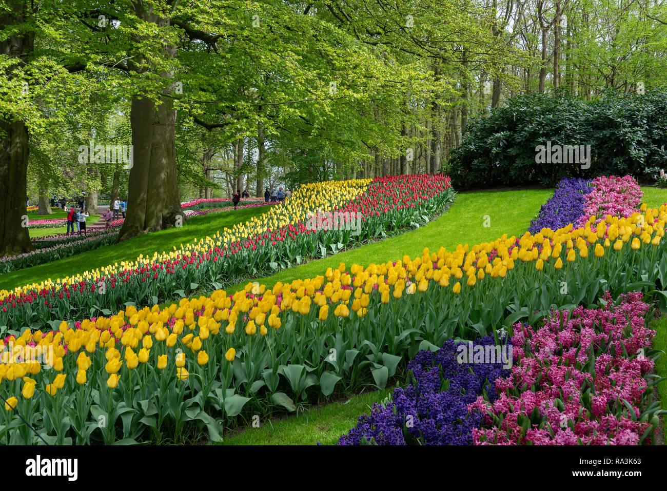 Spectacular display of spring flowering bulbs at the world's largest