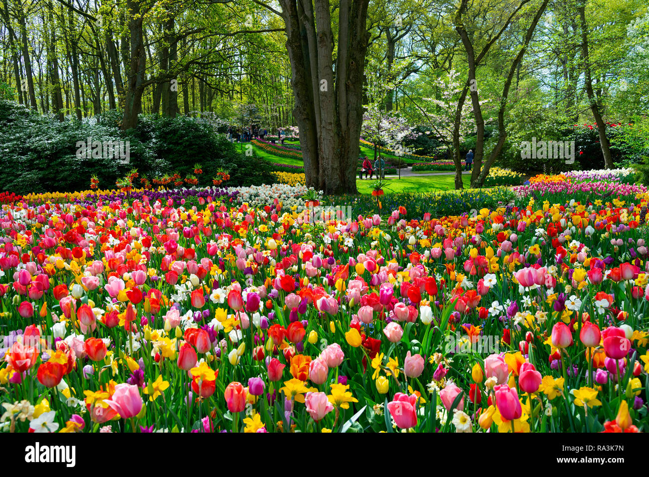 Spectacular display of spring flowering bulbs at the world's largest