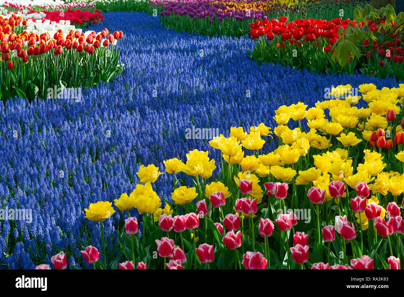 Spectacular display of spring flowering bulbs at the world's largest bulb flower garden