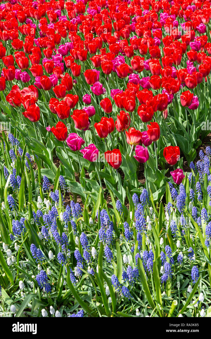 Spectacular display of spring flowering bulbs at the world's largest bulb flower garden