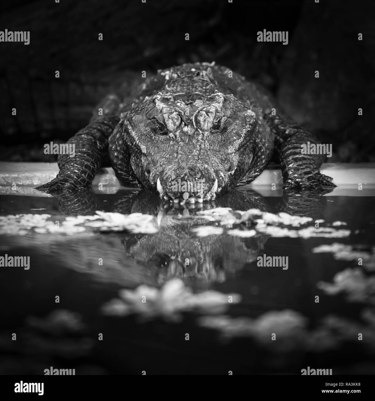 Head on portrait of a crocodile looking back towards the camera with reflection in water. Stock Photo