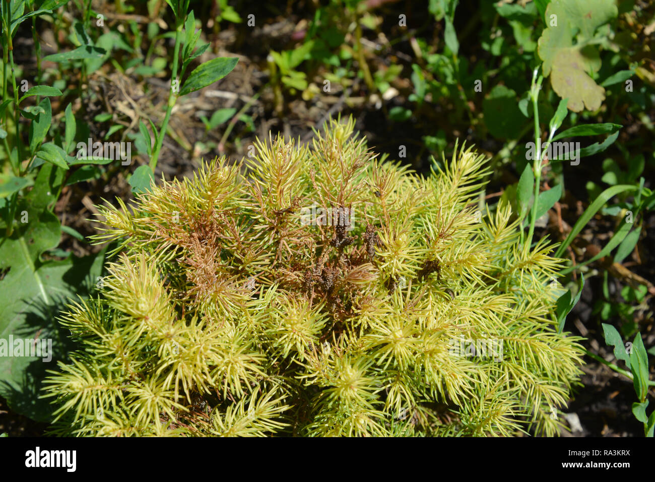 Tetranychus urticae (common names include red spider mite and two-spotted spider mite) on Picea glauca var. albertiana Conica Rainbow's End. Red spide Stock Photo