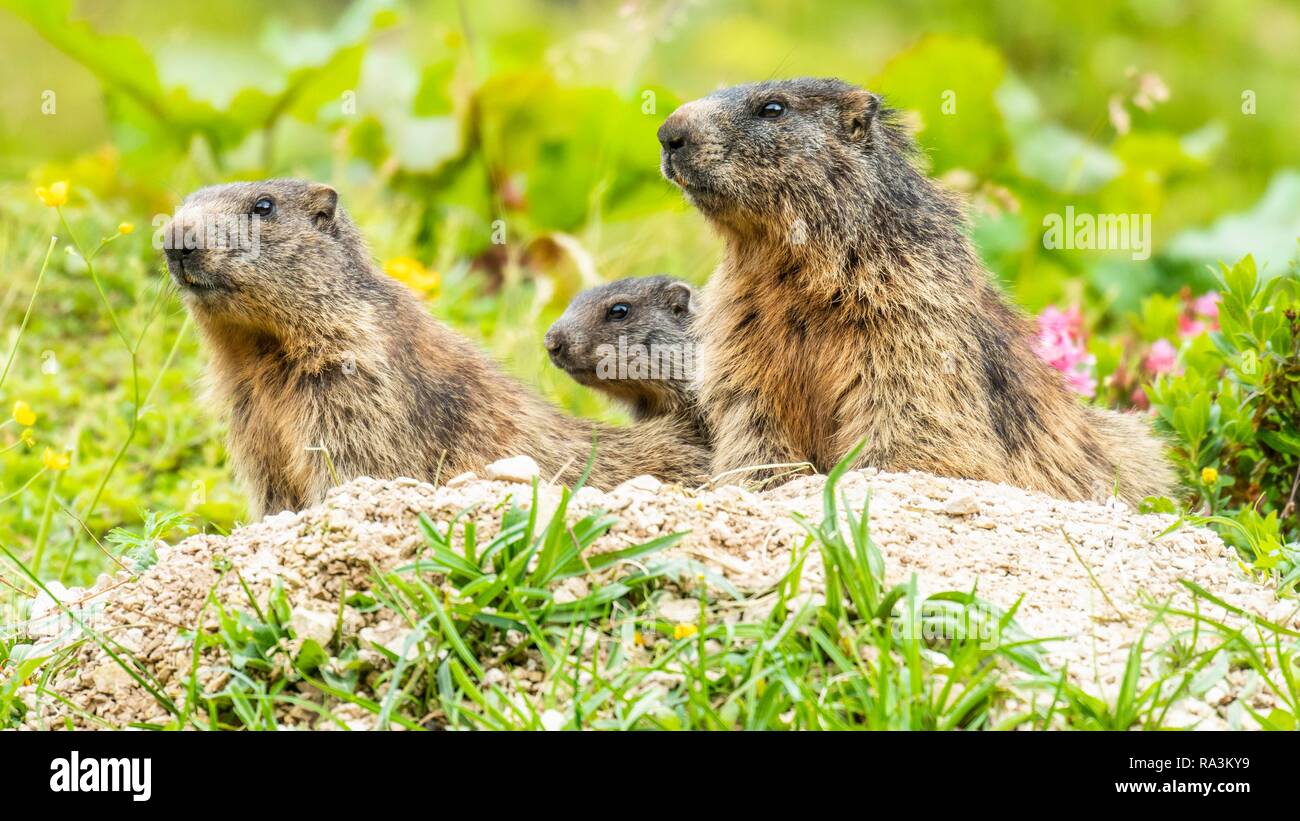 Marmots (Marmota) sit at their den, Berchtesgaden Alps, Bavaria, Germany Stock Photo