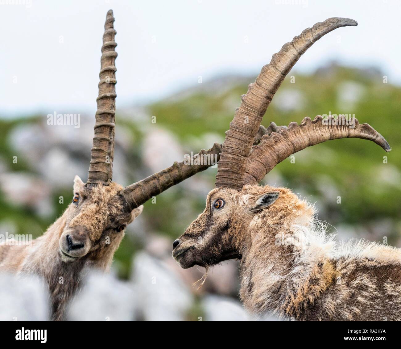 ibex animal fighting