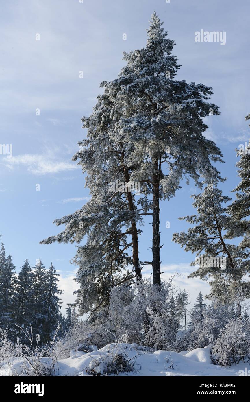 Scots pine (Pinus sylvestris) with snow in winter, snowy trees, Upper ...
