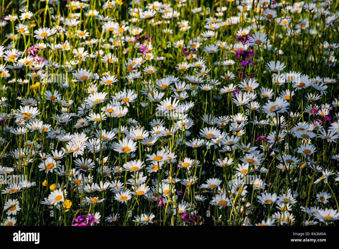 Sea of blossoms, wild flowers on a meadow, ox-eye daisies (Leucanthemum vulgare), Ragged Robin (Lychnis flos-cuculi), Quebec Stock Photo