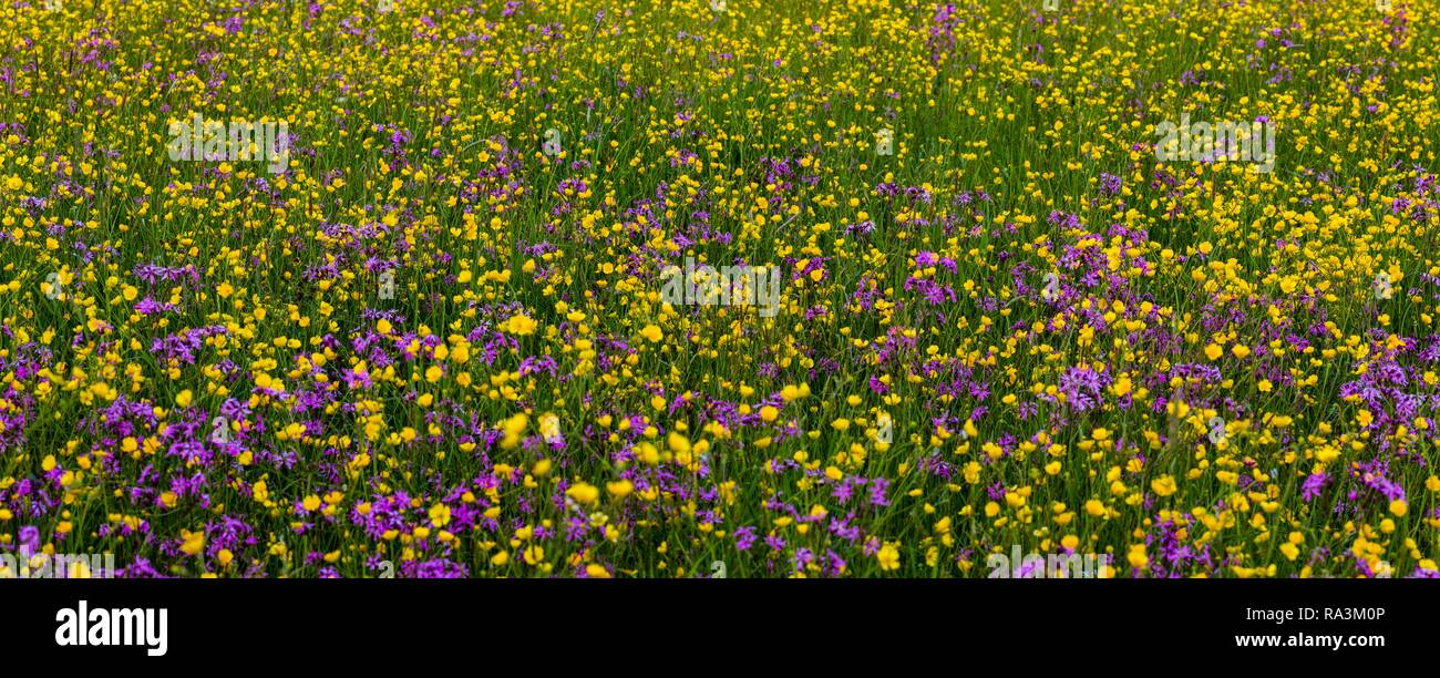 Sea of blossoms, wild flowers on a meadow, Buttercup (Ranunculus acris) and Ragged Robin (Lychnis flos-cuculi), Quebec, Canada Stock Photo