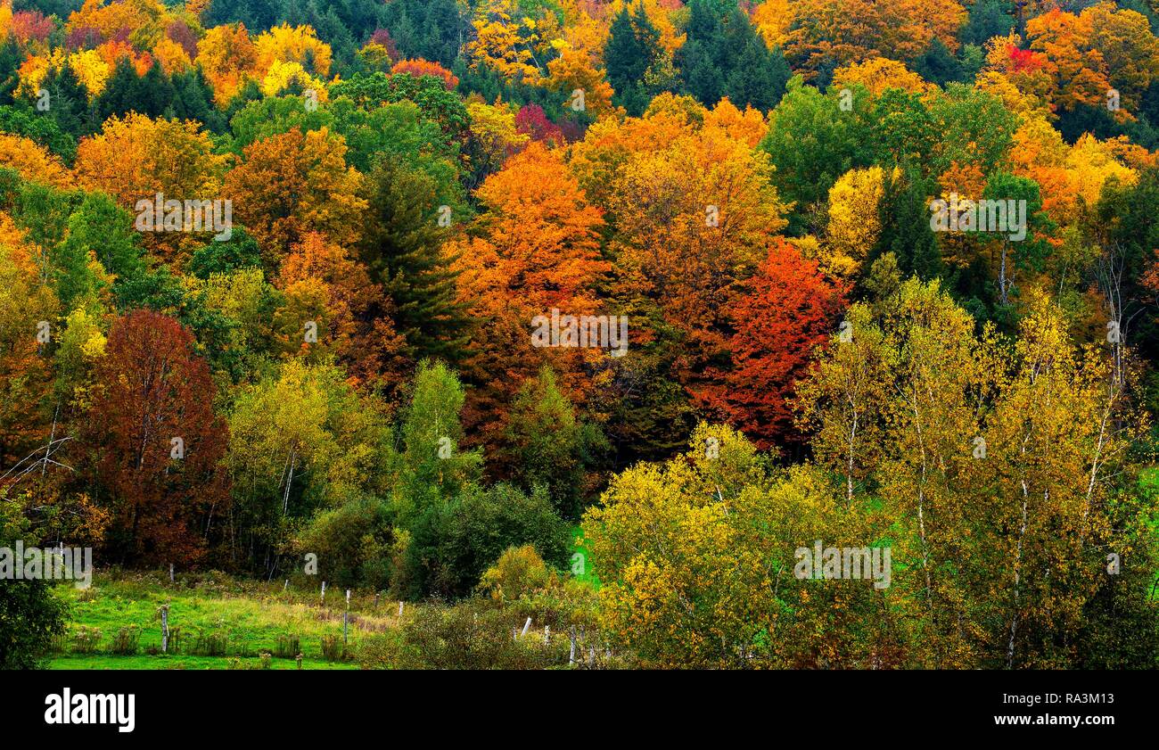 Colorful trees in autumn, Quebec, Canada Stock Photo
