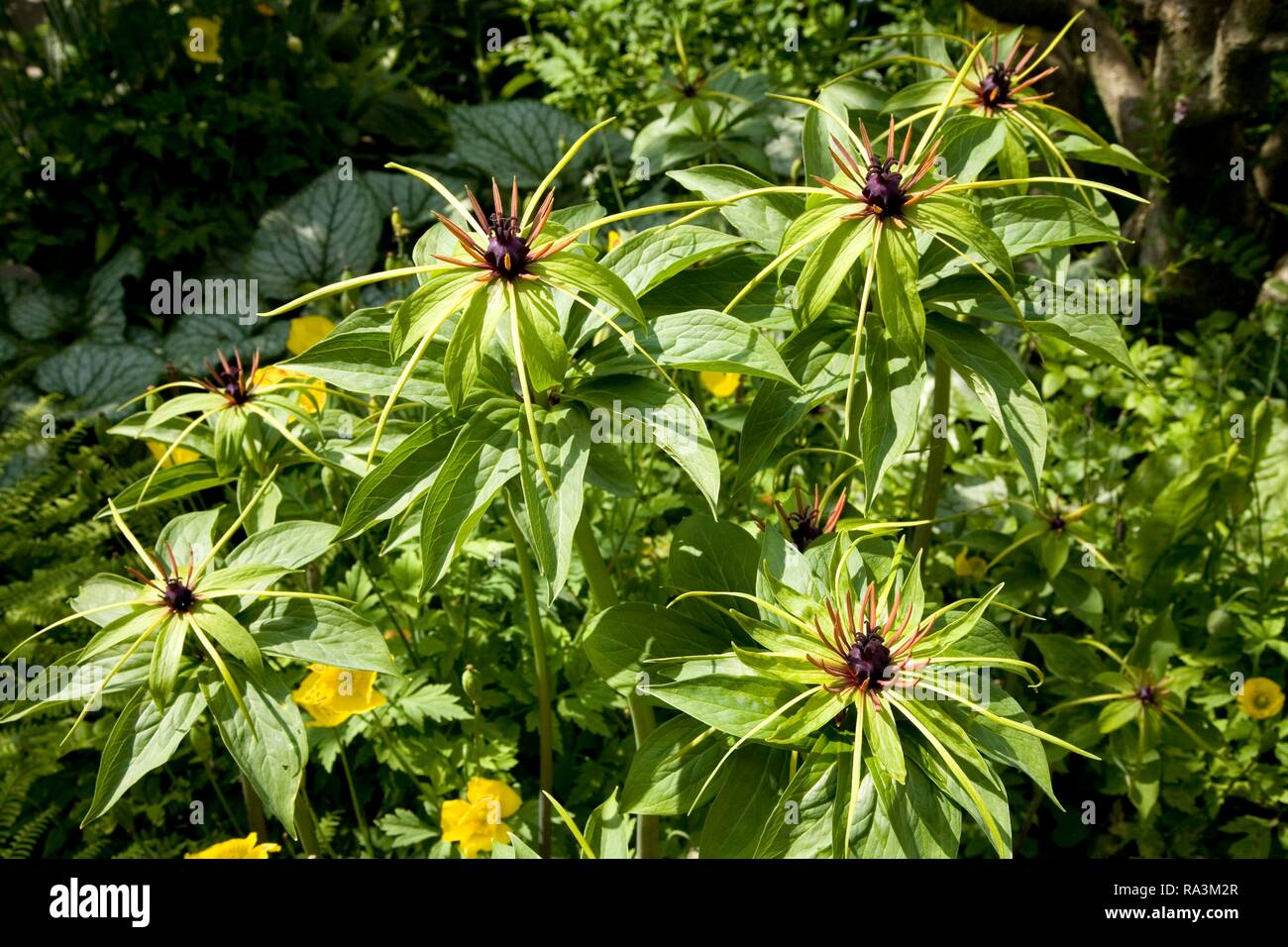Herb Paris (Paris polyphylla), Germany Stock Photo