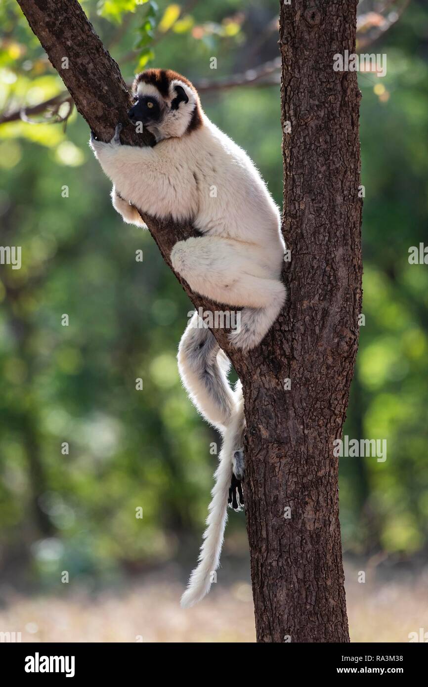 Verreaux's sifaka (Propithecus verreauxi) sits in branch fork in tree, Berenty nature reserve, Androy area, Madagascar Stock Photo