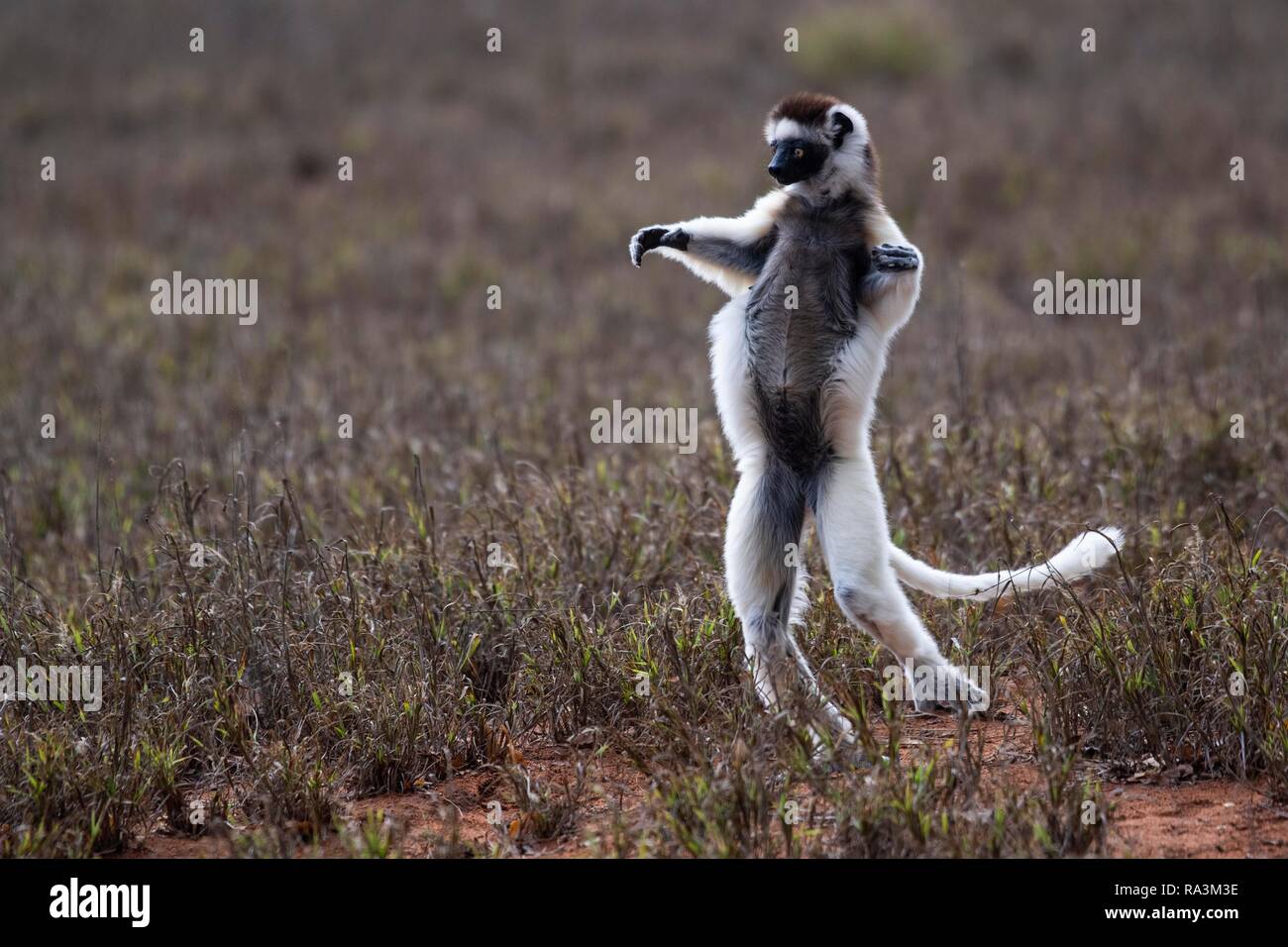 Dancing Verreaux's sifaka (Propithecus verreauxi), Berenty Nature Reserve, Androy area, Madagascar Stock Photo