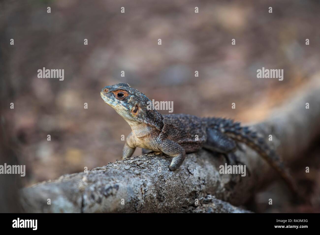 Collared tree lizard hires stock photography and images Alamy