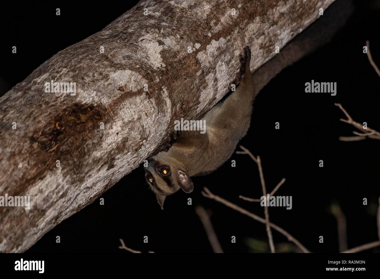 Pale fork-marked lemur (Phaner pallescens) climbs to tree trunk, Kirindy, Madagascar Stock Photo