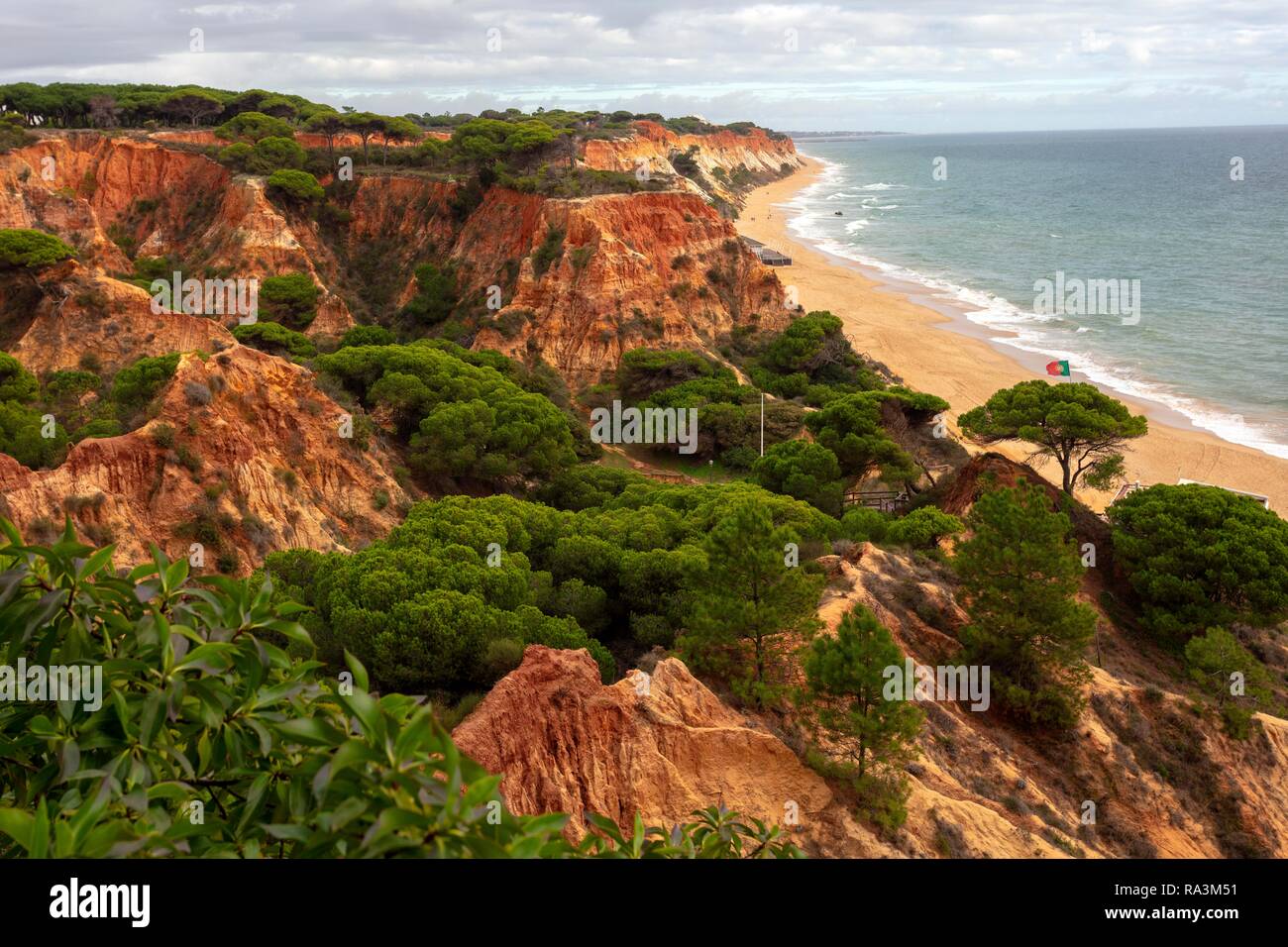 Red sandstone rocks with Stone Pines (Pinus pinea), steep coast Praia da Falesia, Ohlhos de Agua, Albufeira, Algarve, Portugal Stock Photo