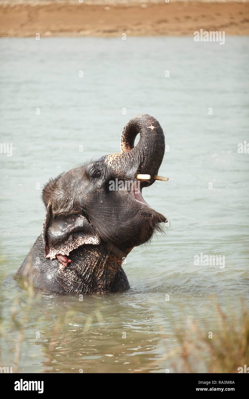 Elephant (Elephantidae) bathing in Rapti River, Sauraha, Chitwan National Park, Terai Lowland, Nepal Stock Photo