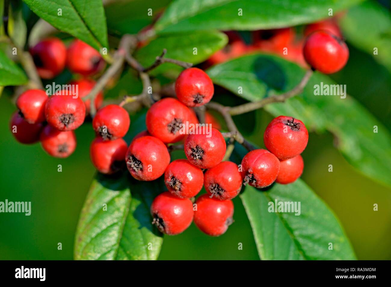 Willow-leaved cotoneaster (Cotoneaster salicifolius flococcus), branch with red fruits, North Rhine-Westphalia, Germany Stock Photo