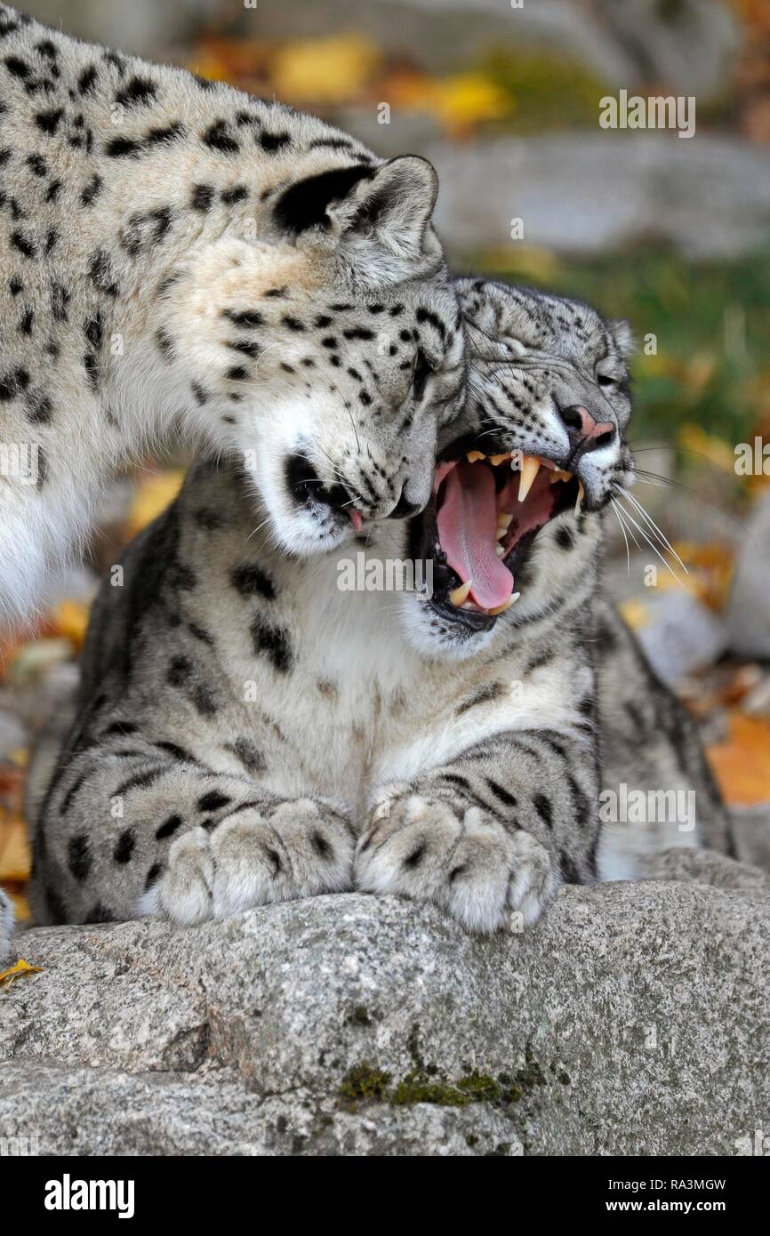 Snow leopards (Uncia uncia), two animals greet each other, captive, Germany Stock Photo