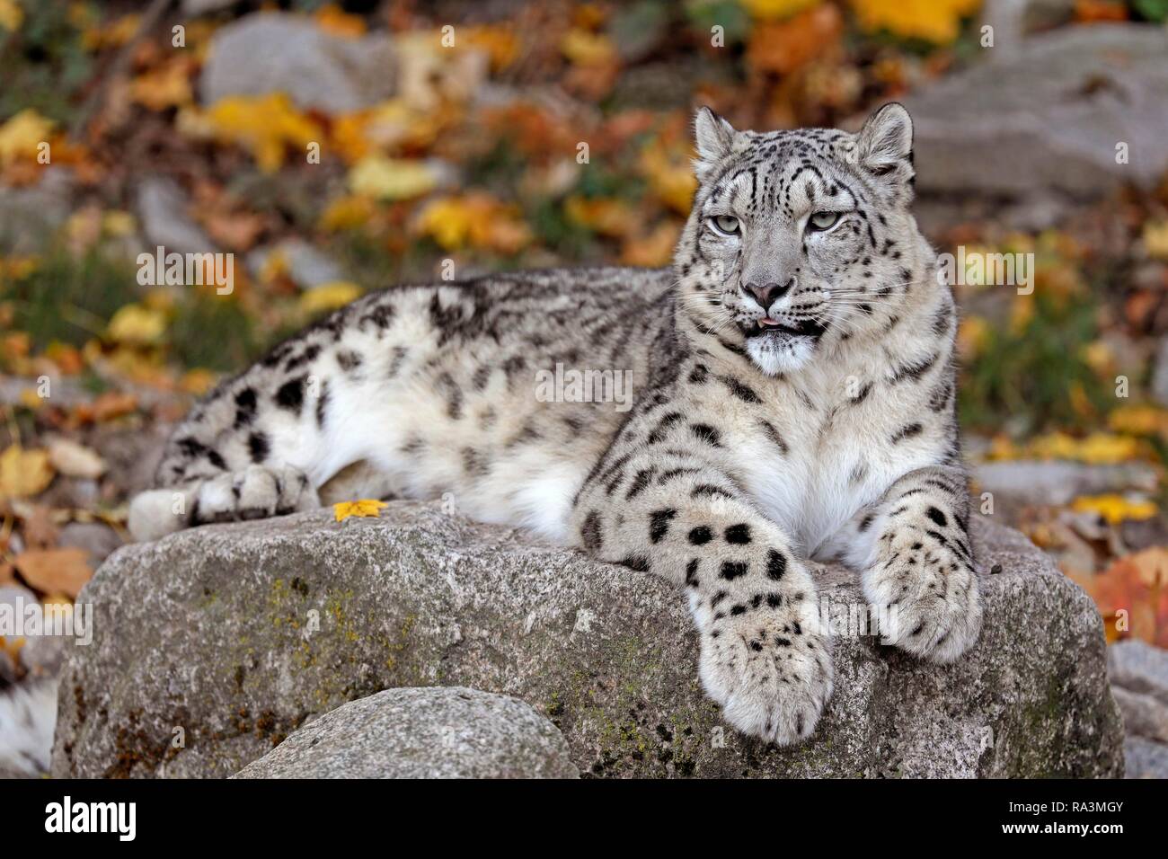 Leopard Lying On Rock High Resolution Stock Photography And Images Alamy