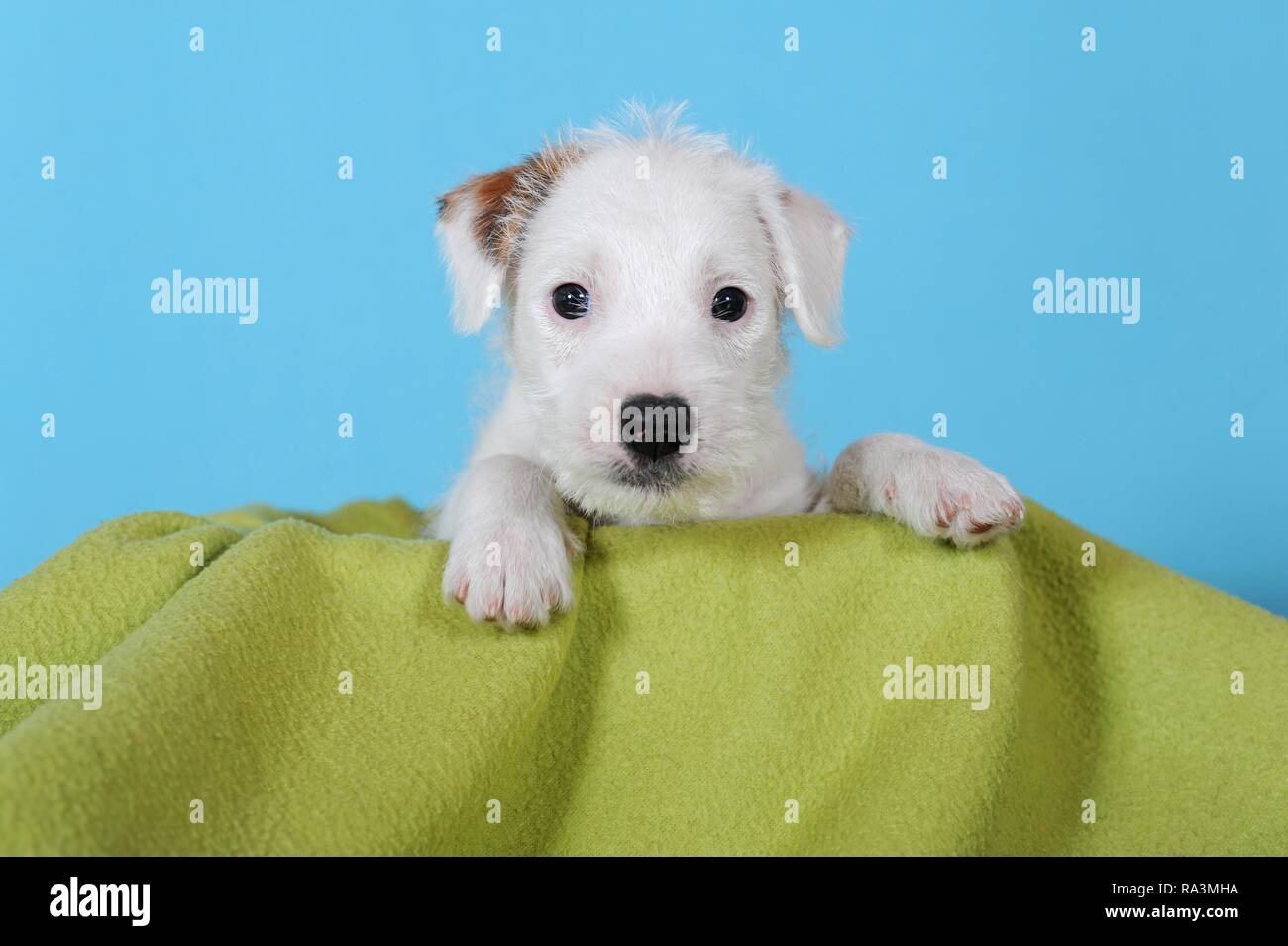 Parson Russell Terrier, brown white, puppy 7 weeks, animal portrait, Austria Stock Photo