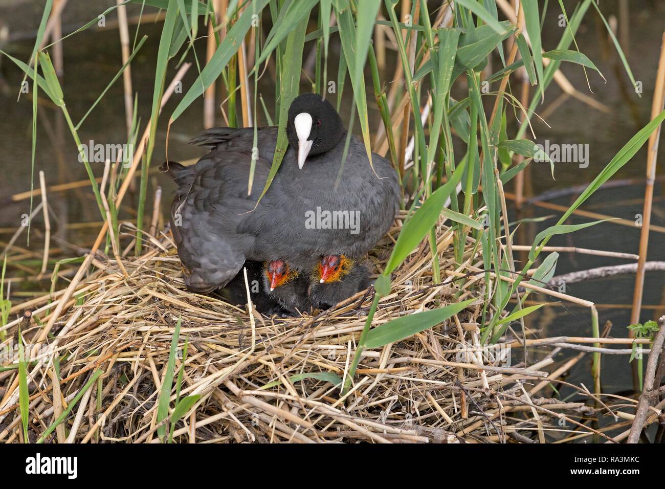 Coot (fulica atra) with chicks in the nest, parental care, William Castle, Hamburg, Germany Stock Photo