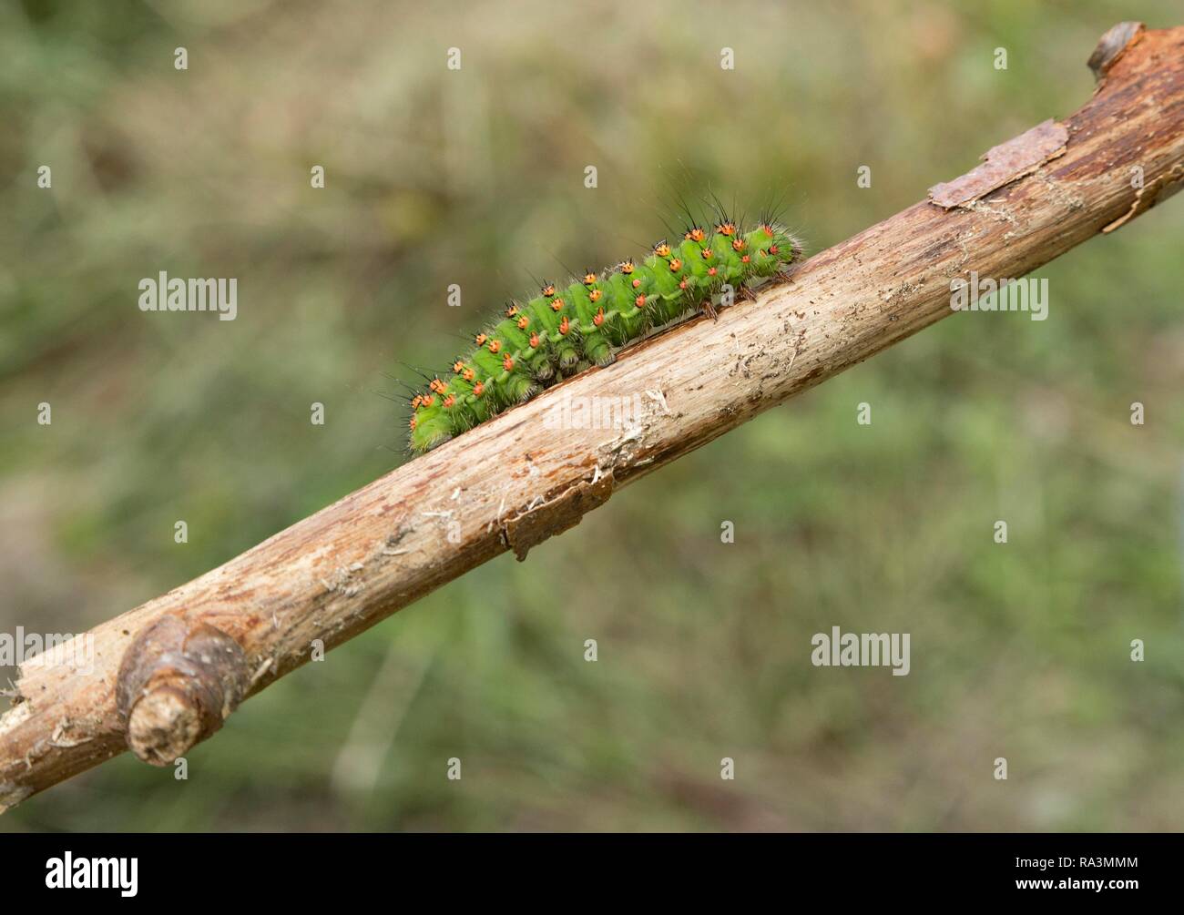 Caterpillar, Small emperor moth (Saturnia pavonia) runs on Ast, North RhineWestphalia, Germany