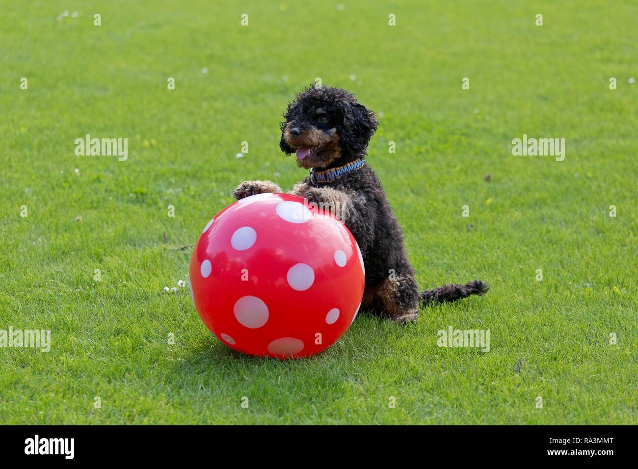 Small poodle sitting up and begging with ball, Germany Stock Photo