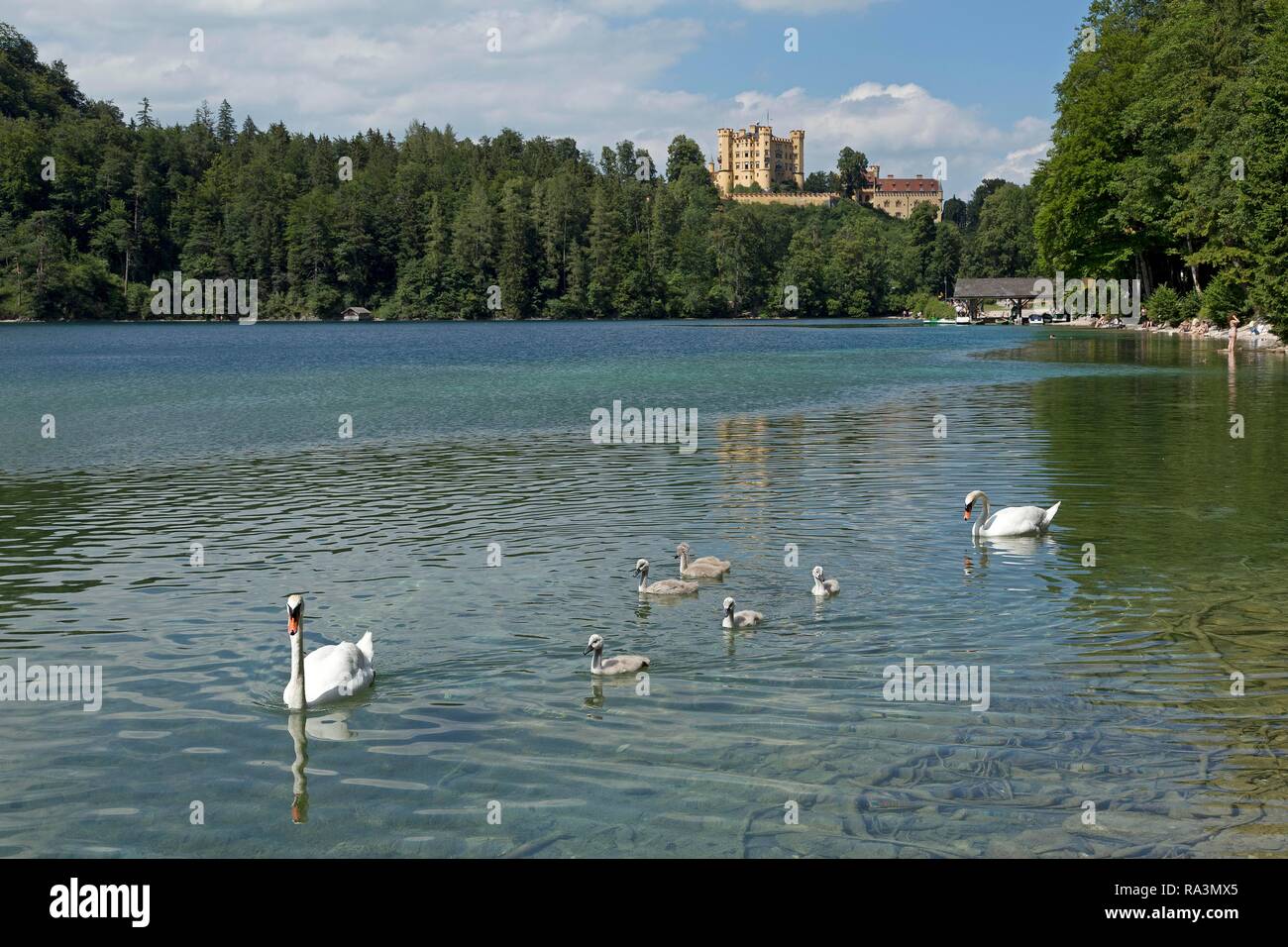 Swans on the Lake Alpsee, behind Hohenschwangau Castle, Hohenschwangau, Allgäu, Bavaria, Germany Stock Photo