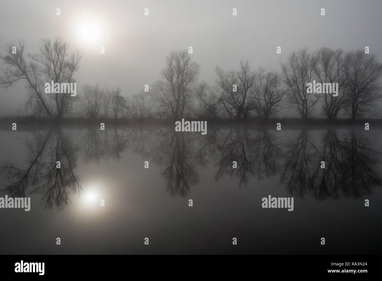 Fog, bare trees reflected in the river, Hesse, Germany Stock Photo