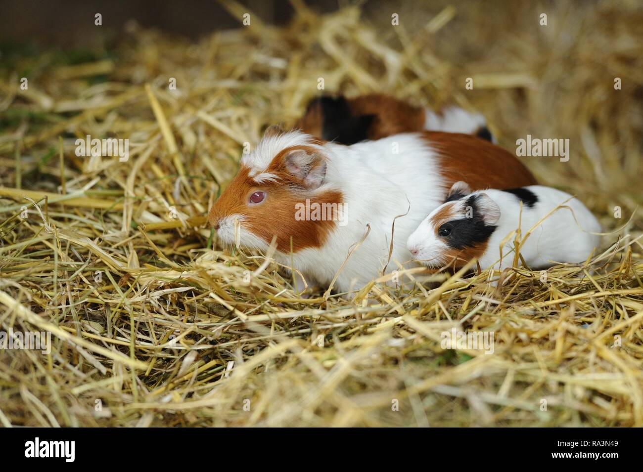 Domestic guinea pig (Cavia porcellus), mother animal with young animals sitting on straw, captive, Germany Stock Photo