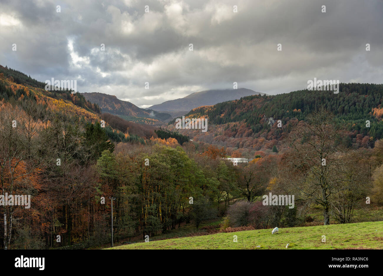 Trees in autumn colours in the Gwydyr Forest, Snowdonia, North Wales near Betws-y-Coed Stock Photo