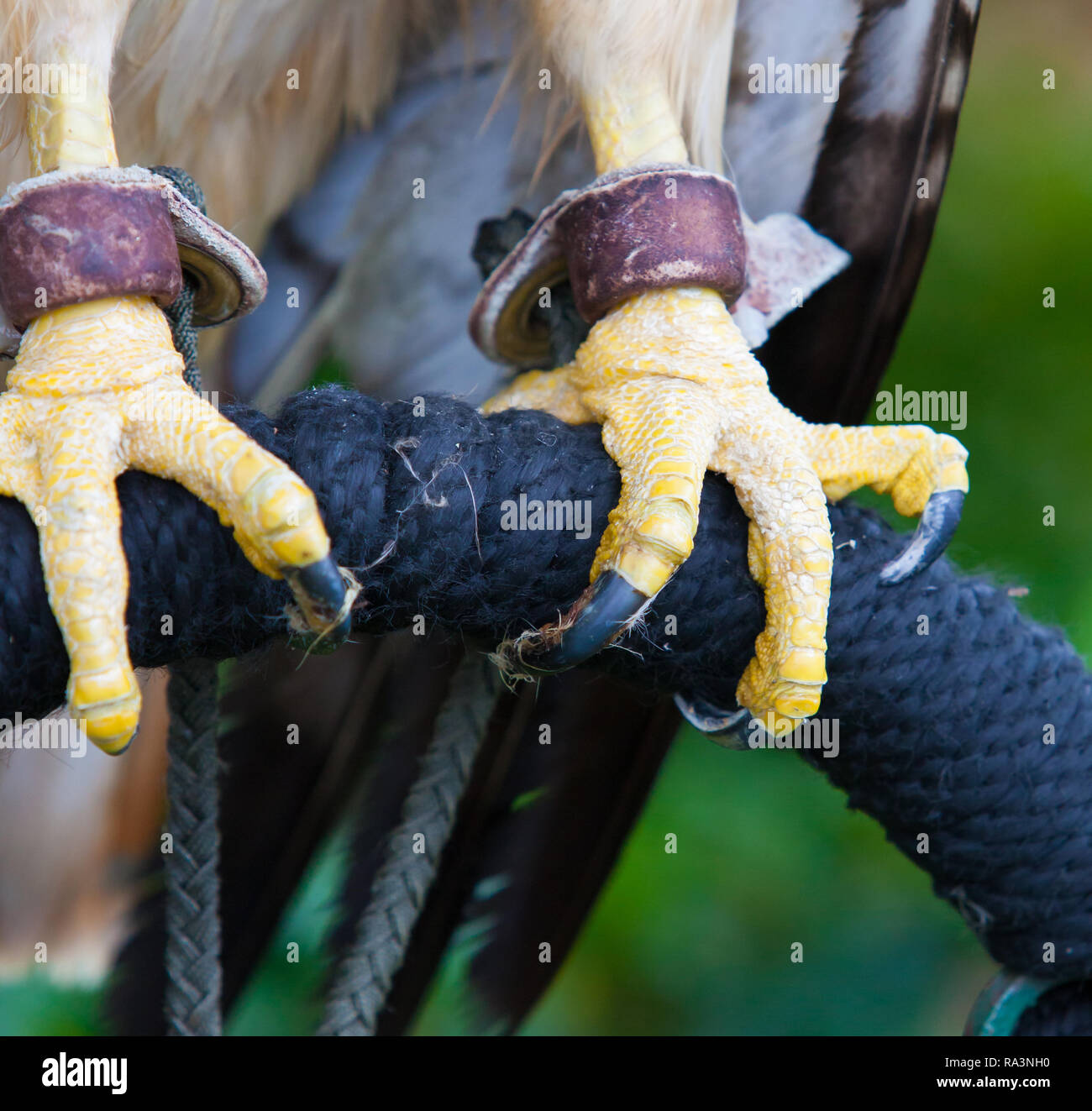 Red tailed hawk tallons Stock Photo - Alamy