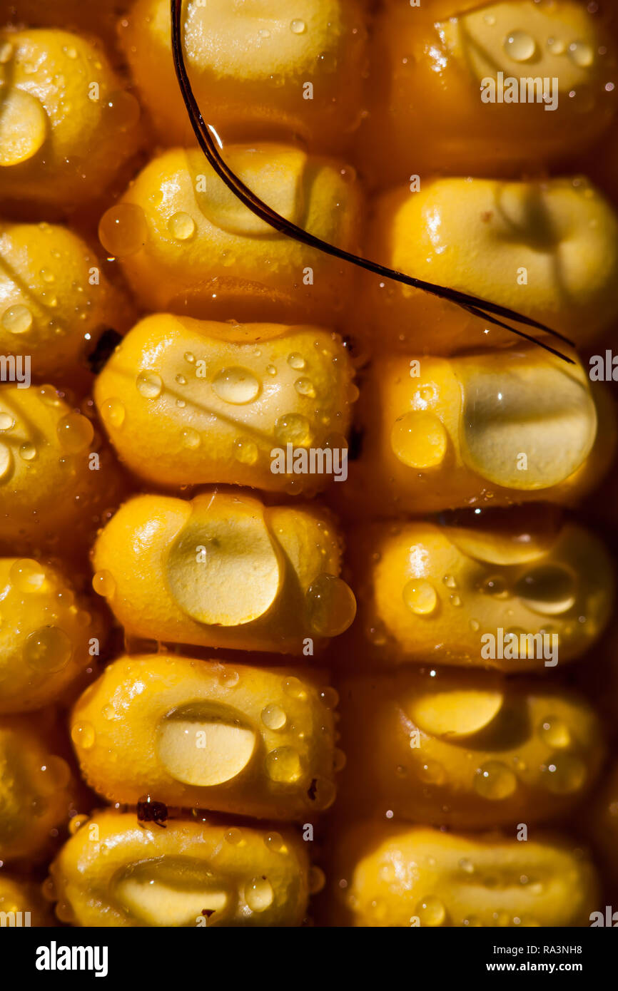 Three vertical rows of corn kernals Stock Photo