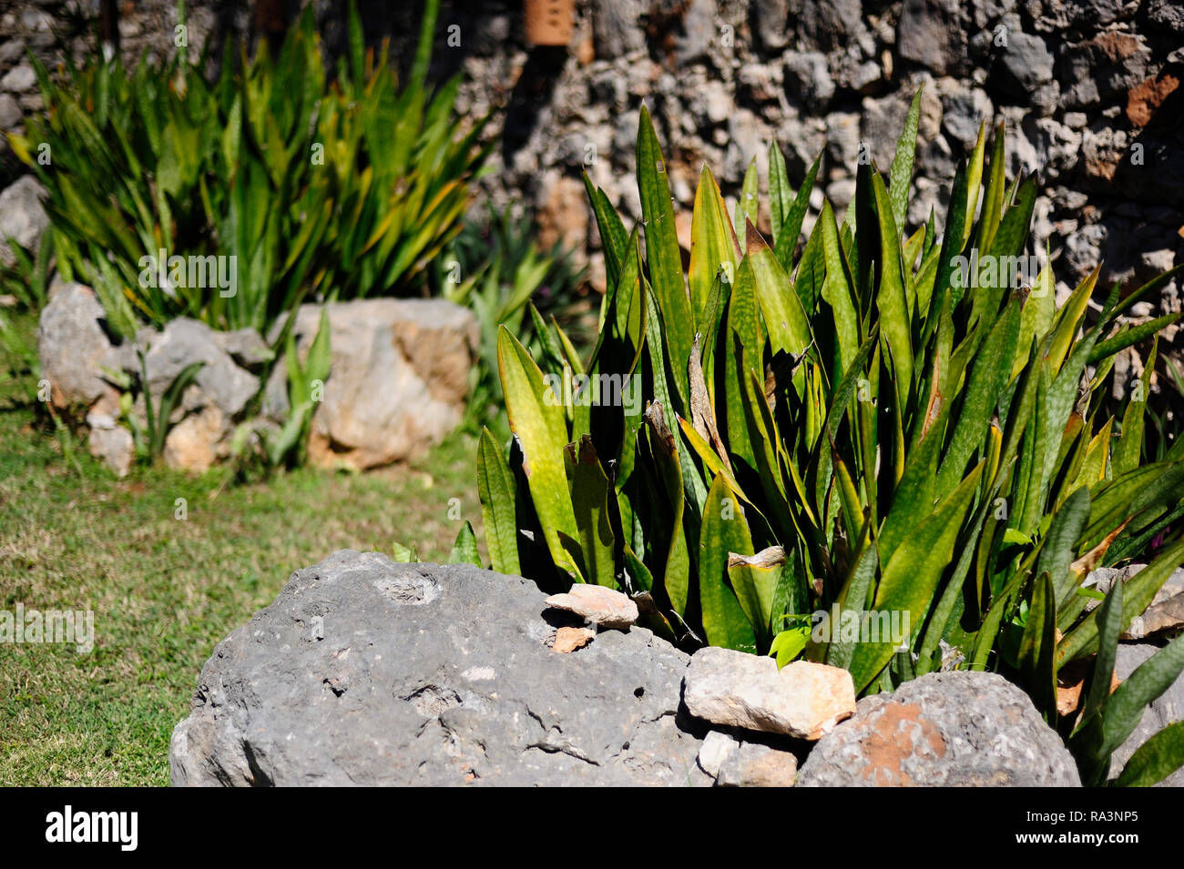 MERIDA, YUC/MEXICO - NOV 13, 2017: Snake plants (Sansevieria) on rock pots Stock Photo