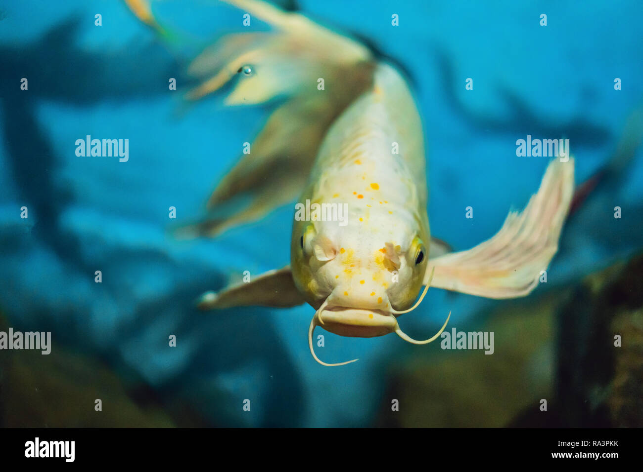 Cute fish on transparent background hires stock photography and images Alamy
