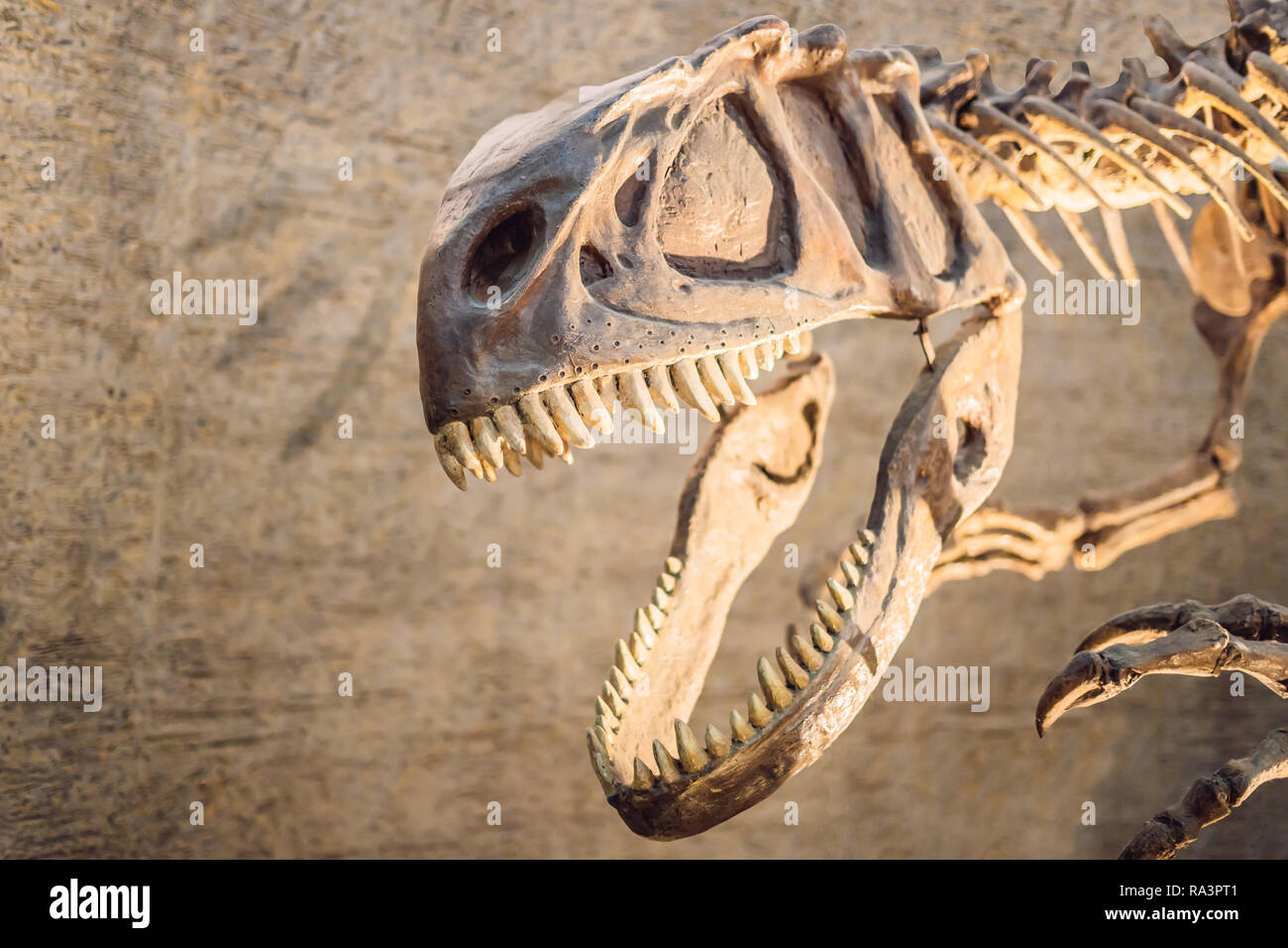 Dinosaur Fossils For Sale Fine Specimens Fossil Realm, 54 OFF