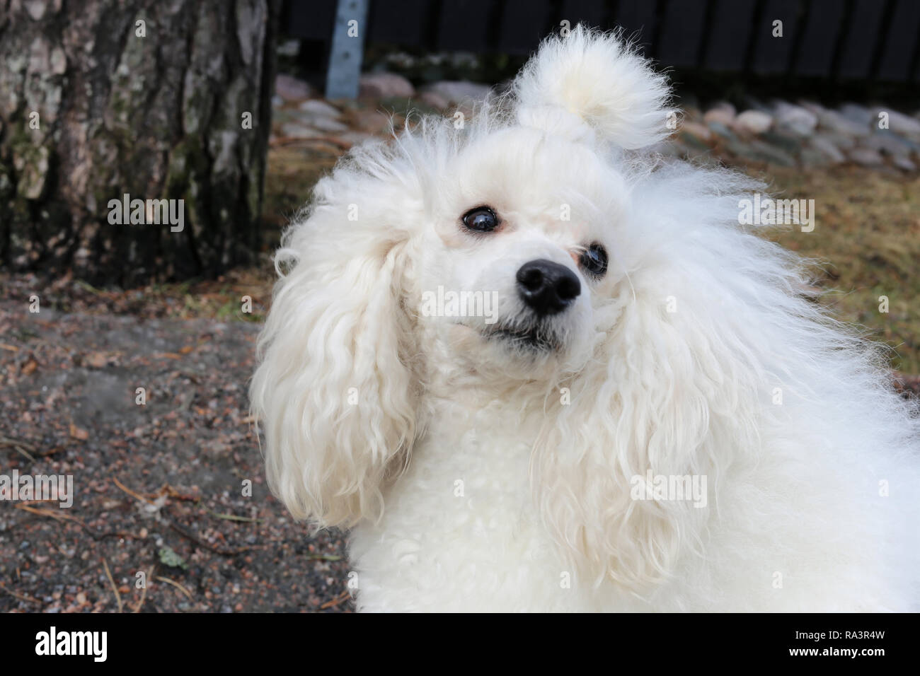 Portrait of my young white miniature poodle. This dog is super cute, furry and fluffy friend with white fur, black nose and black eyes. Stock Photo