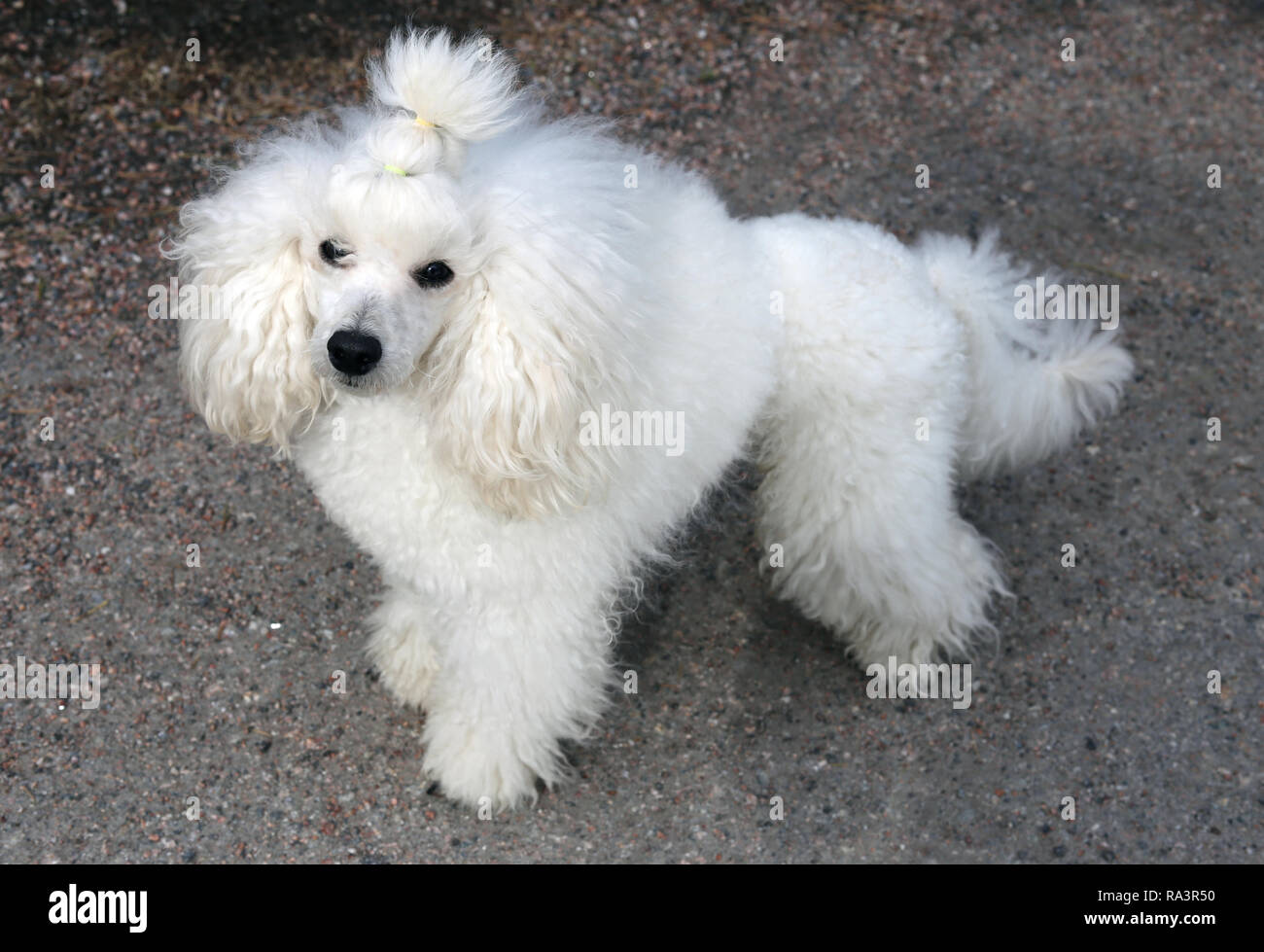 Portrait of my young white miniature poodle. This dog is super cute, furry and fluffy friend with white fur, black nose and black eyes. Stock Photo