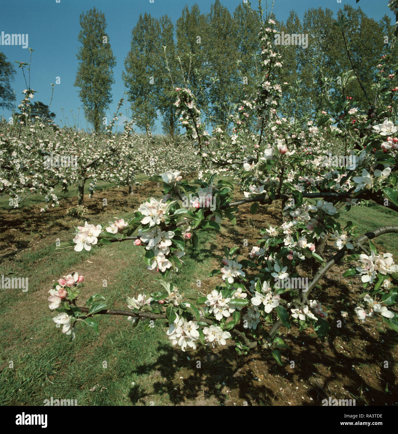 An apple orchard (Malus communis) in a natural setting in full bloom in spring, Devon Stock Photo